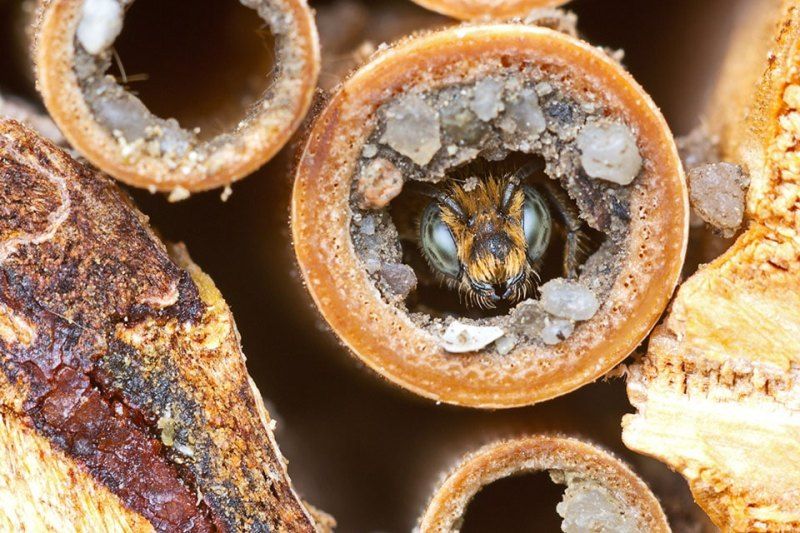L’abeille solitaire